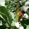 Article sur l'intérêt des plantes adventices pour les pollinisateurs