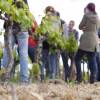 Formation : les haies viticoles - le 17 juin à Autignac (34)