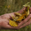Journée d'échanges : Est si on plantait des espèces locales ? | Agence régionale de la biodiversité Centre-Val de Loire - le 17 octobre à Ingré (45)
