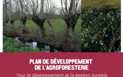 Implication de l’Afac-Agroforesterie dans le plan de développement de l’agroforesterie