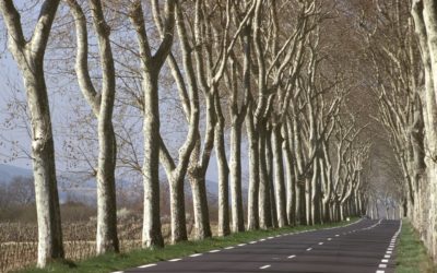 Loi biodiversité : protéger les arbres d’alignement de bord de route