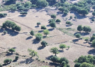 olivier en Corse (Copier)
