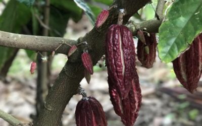 Cacao & agroforesterie à la Réunion – émission “On va déguster”