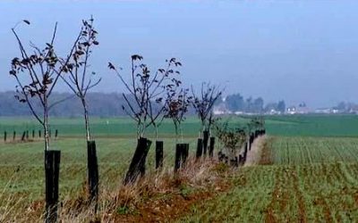 L’agroforesterie : Pourquoi produire avec les arbres ? Le 27 novembre à Vert-en-Drouais