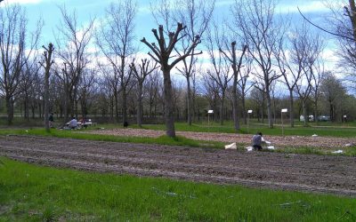 En vidéo : ARBRATATOUILLE – Un projet de recherche participative sur l’agroforesterie maraichère