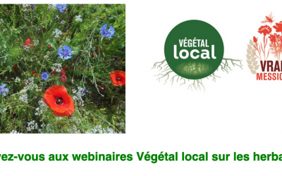 Webinaire Herbacées #2 : Végétal local en milieu urbain, (ré)concilier fleurissement et biodiversité 🗓