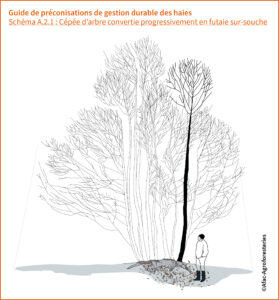 A.2.1 : Cépée d’arbre convertie progressivement en futaie sur-souche