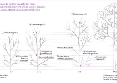 Schéma B.3.14 : Étalement des interventions de taille et élagage de formation durant toute la phase de croissance de l’arbre