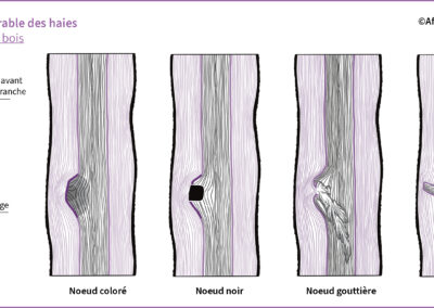 B.1.4 : Typologies de nœuds du bois