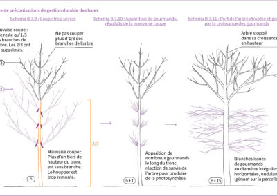 Schéma B.3.9, 10 et 11 : Port de l’arbre atrophié et gênant par la croissance des gourmands apparus suite à une coupe trop sévère