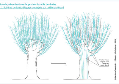 C.1.1 Schéma de l’auto-élagage des rejets sur la tête du têtard