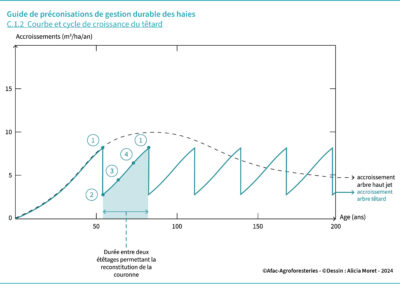 C.1.2 Courbe et cycle de croissance du têtard