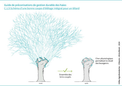 C.1.5 Schéma d’une bonne coupe d’étêtage intégral pour un têtard