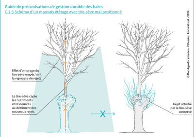 C.1.6 Schéma d’un mauvais étêtage avec tire-sève mal positionné
