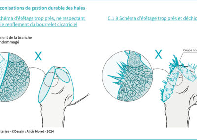 C.1.9 Schéma d’étêtage trop près, ne respectant  pas le renflement du bourrelet cicatriciel. C.1.9 Schéma d’étêtage trop près et déchiqueté