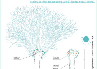 C.Intro.1 Schéma de bourgeons dormants dans la tête du têtard (gauche)  Schéma de réveil des bourgeons suite à l’étêtage intégral (droite)