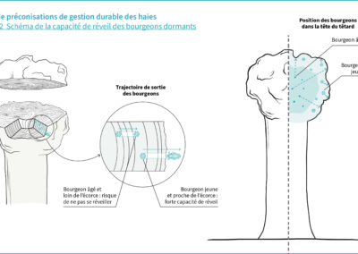 C.Intro.2 Schéma de la capacité de réveil des bourgeons dormants