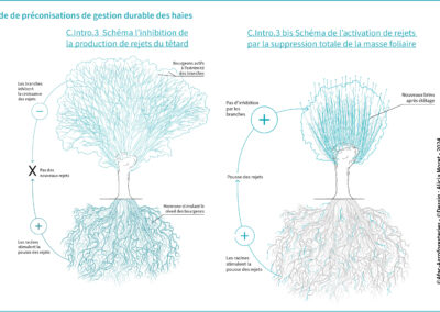 C.Intro.3 Schéma l’inhibition de la production de rejets du têtard. C.Intro.3 bis Schéma de l’activation de rejets  par la suppression totale de la masse foliaire