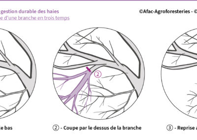 B.1.14 : Bonne coupe d’une branche en trois temps